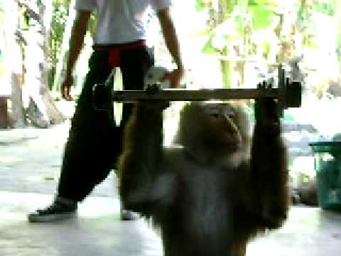 Gorilla Benching Youtube