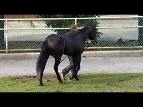 Belmont Park, 27/07/2016 - Race 1 - INVINCIBLE MODE - Martin Allan & Jordan Turner
