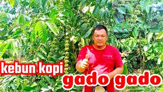 Download lagu Kebun kopi campuran.kopi stek sambung dan kopi lancuran.produksi 3ton biji kopi mp3
