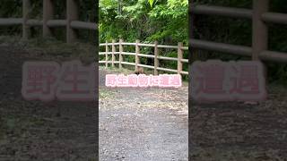 野生動物に遭遇　#アナグマ　#散歩　#野生動物　#癒し