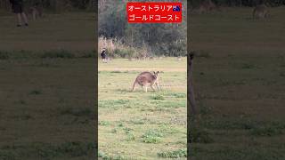 飛ぶコアラ🐨とカンガルーのち●ちん🦘　#shorts