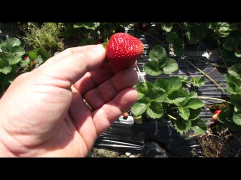 Strawberry breeding - Retro breeding