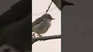 Download lagu Suara Burung - Nyanyian Merdu Burung Kicau Semak Jepang #shorts mp3