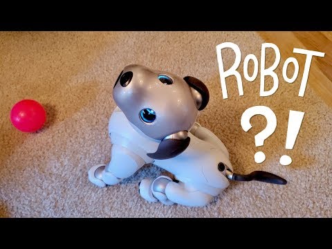 Our New Dog, AIBO: Pet Replacement Robot?!