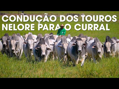 CONDUÇÃO DOS TOUROS NELORE PARA O CURRAL - LIDA CAMPEIRA