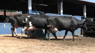 Vídeo 60 - 1ª ETAPA MEGA LIQUIDAÇÃO TOTAL AGROPECUÁRIA MARAJOARA - DIA 4 | GADO GIROLANDO E HOLANDÊS