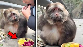 Une singe affamé… mais sa timidité a brisé des cœurs 🥺❤️| Compilation Ep6