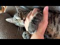 Kitten Wakes Up And Starts Play Biting Immediately Blitz The Tabby Cat