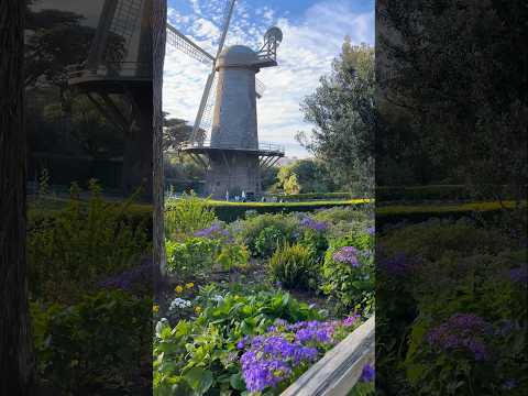🧚‍♂️ The Cinerarias at Queen Wilhelmina’s Garden in Golden Gate Park, San Francisco ✨