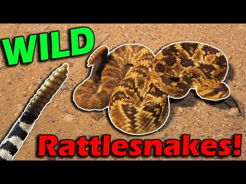 Meet Arizona's Rattlesnakes!