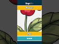 flower - flor video thumbnail