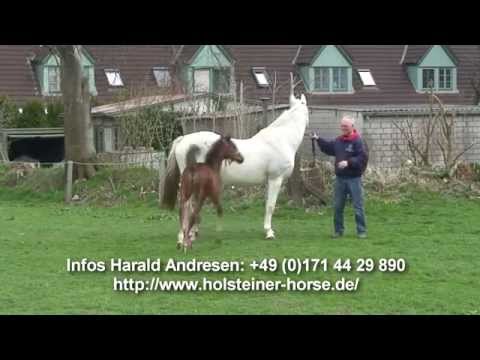 Holsteiner Stutfohlen von Uriko
