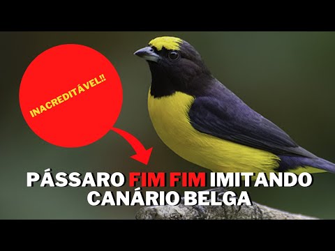 Pássaro fim fim imitando canário belga - Pássaro fim fim - pássaro vem vem (fim fim)