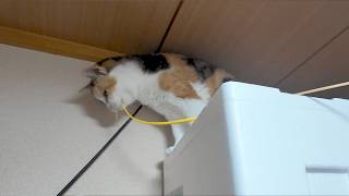 フミちゃん最高峰登頂　Cat   Climb the highest peak