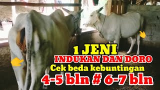Download lagu BEDA TIPIS CIRI CIRI SAPI PO DAN SAPI SIMENTAL UNTUK MEMBEDAKAN KEBUNTINGAN# mp3