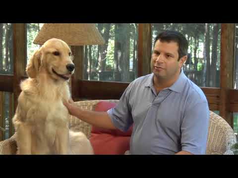 petsafe shock collar remote buttons petsafe shock collar remote buttons