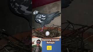 Download lagu Sepasang merpati bahagia #hiburanhewan #hewan # burung merpati mp3