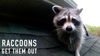 Get Raccoons Out
