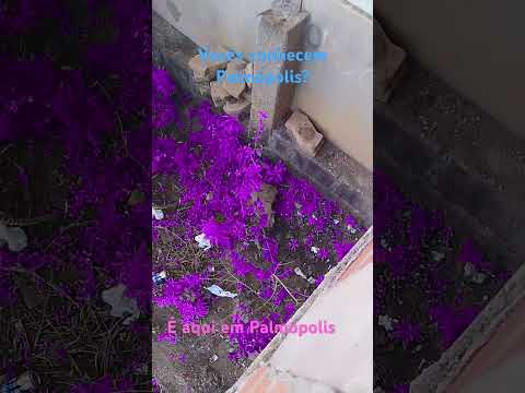Palmópolis MG 🩷💜🩵💙