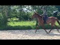 Gelding Selle Français For sale 2022 Chesnut