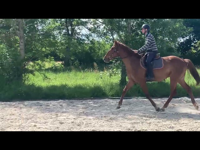 Gelding Selle Fran&ccedil;ais For sale 2022 Chesnut