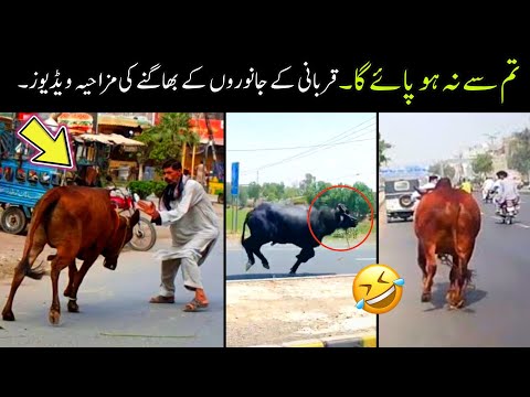 Les moments drôles des animaux du qurbani 2024 | drôles d'animaux du qurbani|les moments drôles des animaux