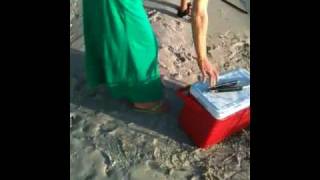 Master Crabber Girls at it for the first time people!!! Wha