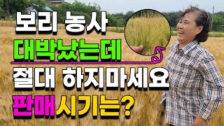보리농사로 7천만원? 절대하지마세요 보리판매시기는? 보리수확 보리쌀판매