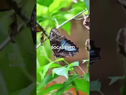 🏝️ Bocas del Toro 🇵🇦 | El Paraíso Caribeño que Debes Descubrir desde Costa Rica con Carritour