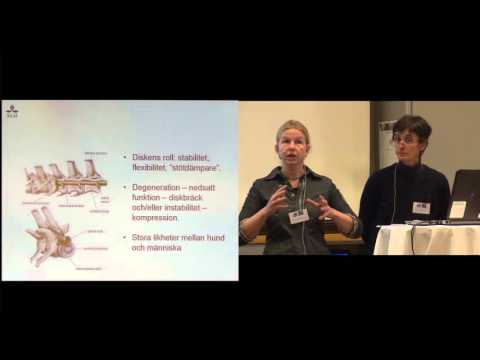 Skadeprevention för hundens rygg