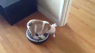 Puppy riding a Roomba