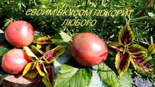 Томат Ворлон Описание Сорта Фото Отзывы Томат Ворлон Описание Сорта Фото Отзывы