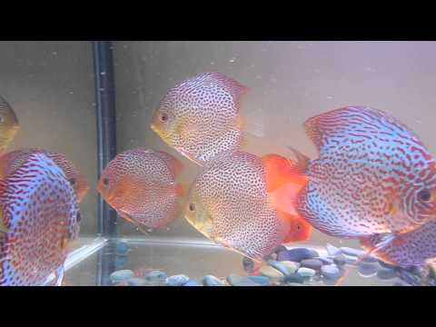lovely discus fish tank