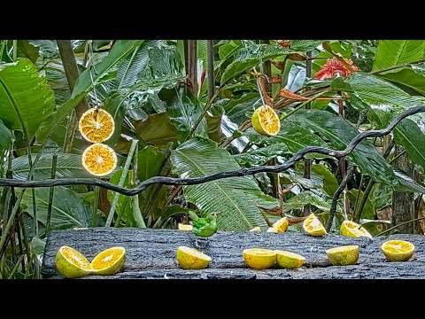Female Green Honeycreeper Has The Panama Fruit Feeder To Herself – Sept. 29, 2021