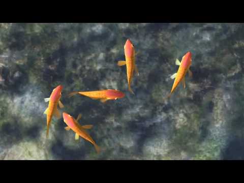 Juego Para Gatos con Peces para Jugar (2023) - Video para gatos con pescados nadando