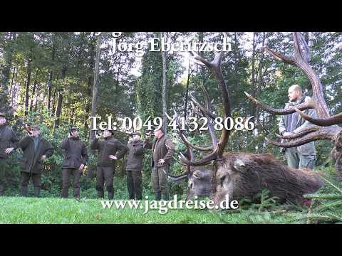 Gewaltige Strecke - 3 Hirsche liegen nach der Frühpirsch! Jagd zur Hirschbrunft in Masuren!