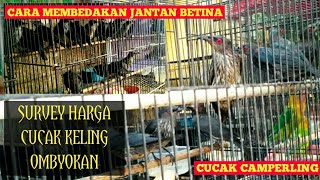 Download lagu Survey of Cucak Keling Ombyokan Prices and How to Differentiate Males and Females mp3