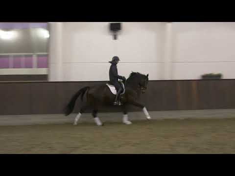 All For You by All at Once/Fleury, stallion, born 2015