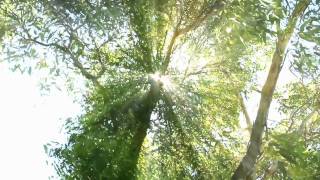 Anathema - Dreaming Light  (Video HQ)