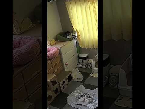 自動給餌器からご飯が出る瞬間を待ち構える職人技の犬 のサムネイル