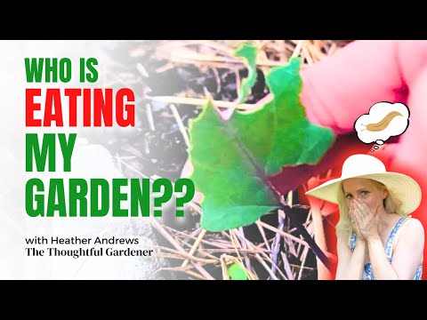 WHO Is EATING My Garden?? PART 1 | Heather Andrews