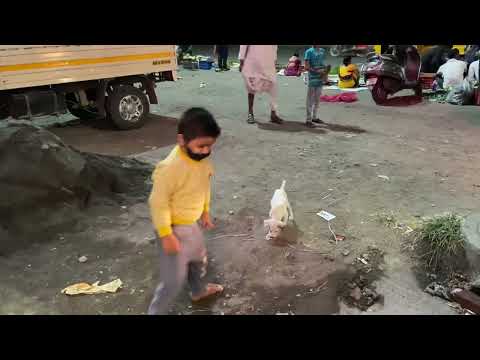 Reyansh playing with street dog Tommy..!!03