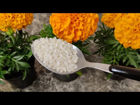 Biljke rastu ko lude! Uz ovo gnojivo nikad više...