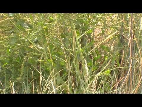 download lagu mp3 mp4 Foragers Feast, download lagu Foragers Feast gratis, unduh video klip Foragers Feast