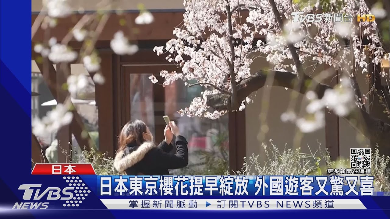 日本東京櫻花提早開 外國遊客又驚又喜