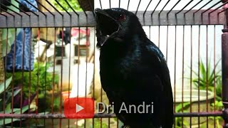 Download lagu SUARA ASLI SRIGUNTING HITAM UNTUK PANCINGAN BURUNG BAHAN mp3 Download lagu SUARA ASLI SRIGUNTING HITAM UNTUK PANCINGAN BURUNG BAHAN mp3