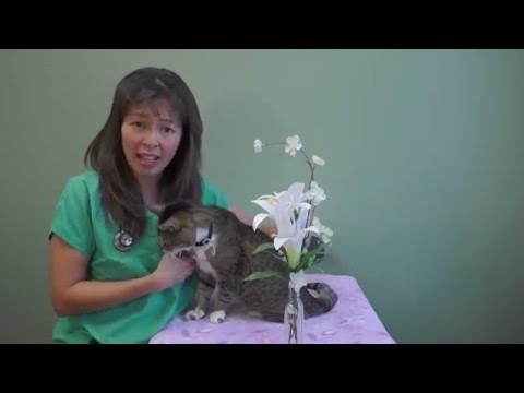 Top Poisons That Cats Get Into! | Dr Justine Lee