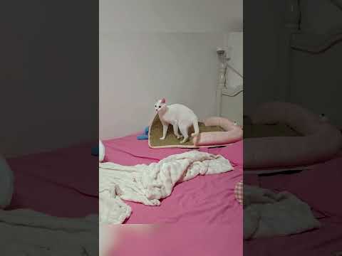 Cách để nói ngôn ngữ của loài mèo 😯