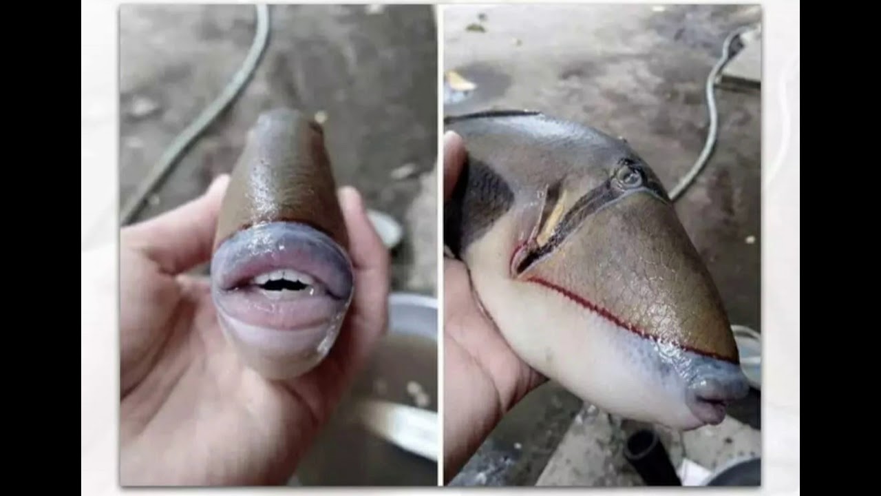 Fish with human-like teeth and lips spotted in Malaysia, pics go viral