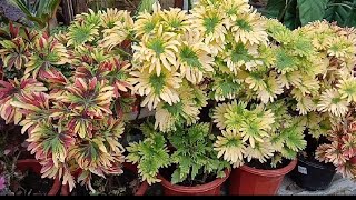 Ibat -ibang klase ng Mayana Plants/Coleus Plants ni Grandma #Plantita